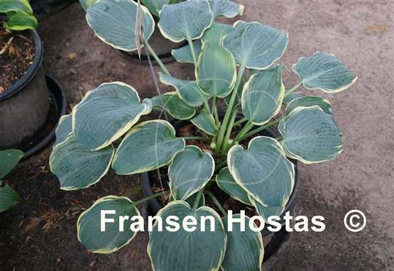 Hosta Frosted Dimples - Fransen Hostas